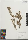 Foto von Salix humilis Marshall